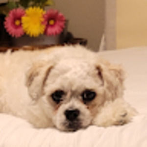 Meet your Posher, Deedee